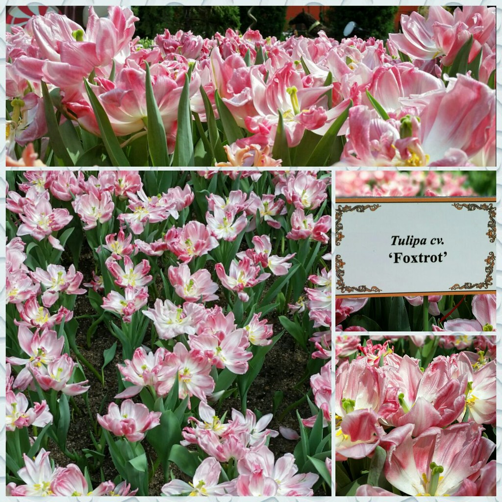 Pink Tulip Collection Pink tulips symbolize happiness, con… Flickr