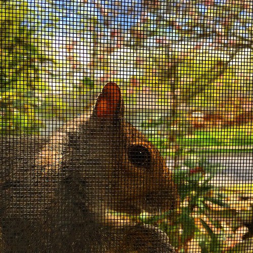 squirrel closeup through window screen. Scotty Imp Flickr