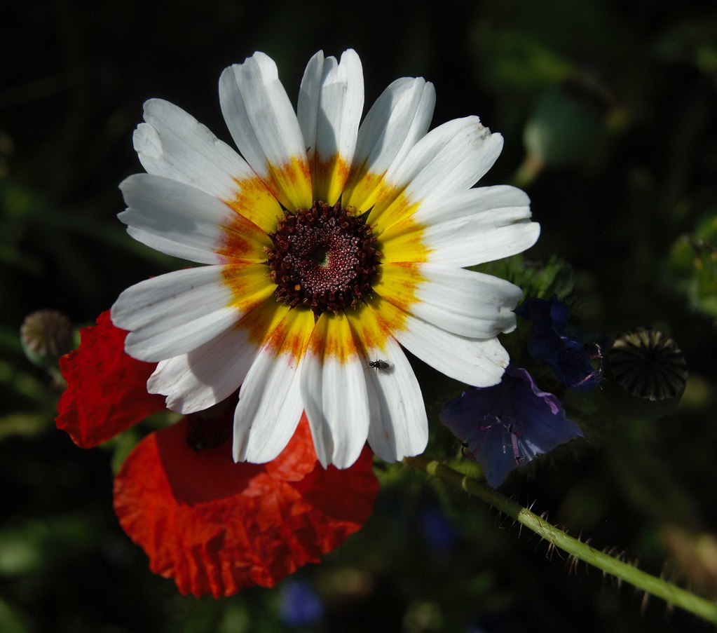 Wild Flowers Alicia Phillips Flickr