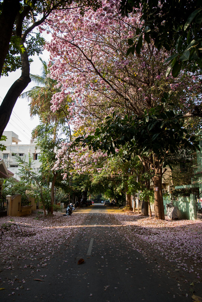 Cherry Blossom Tree In Bangalore