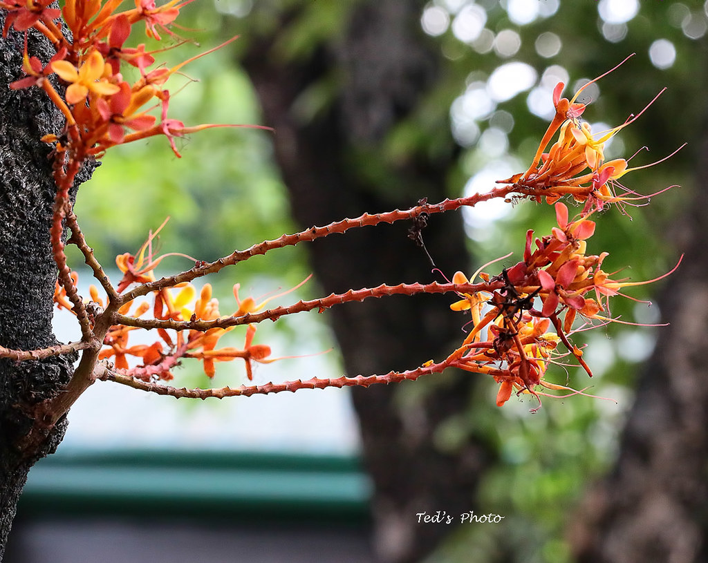 Elevation of Residencia Regina, Loma de Gato, Loma de Gato, Marilao