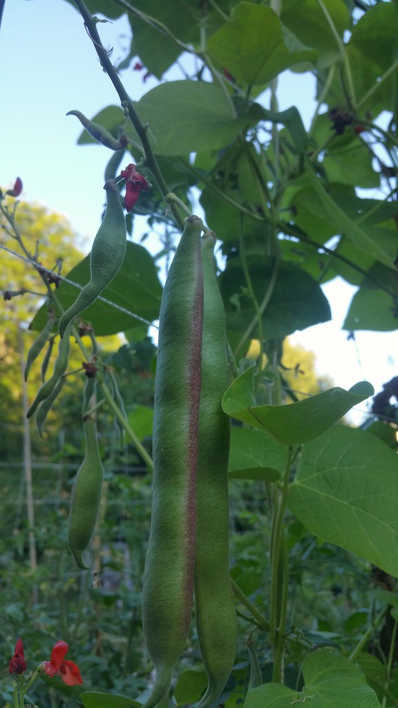 Tenderstar runner beans karen_hine Flickr