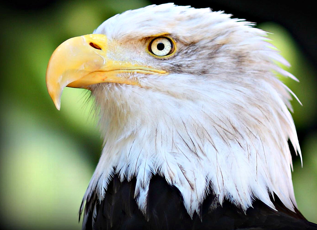 Vernonia Calendar I am doing a calendar for the town. Thes… Flickr