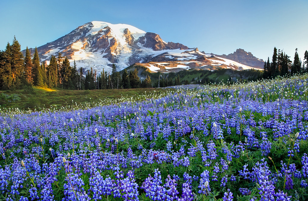 Rainier Wildflowers Mt Rainier boasts some of the best wil… Flickr