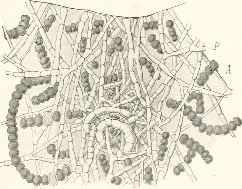 Image from page 414 of "Allgemeine Biologie" (1906) Flickr