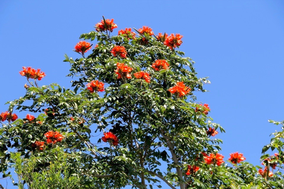 Maximizing Landscape Potential Monterrey Oak Pros And Cons SARPO