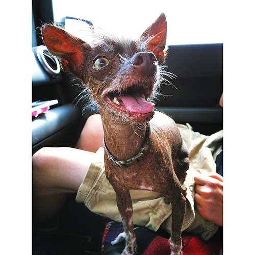 😳 In more strange Monday news, the spot on Donkey's back … Flickr