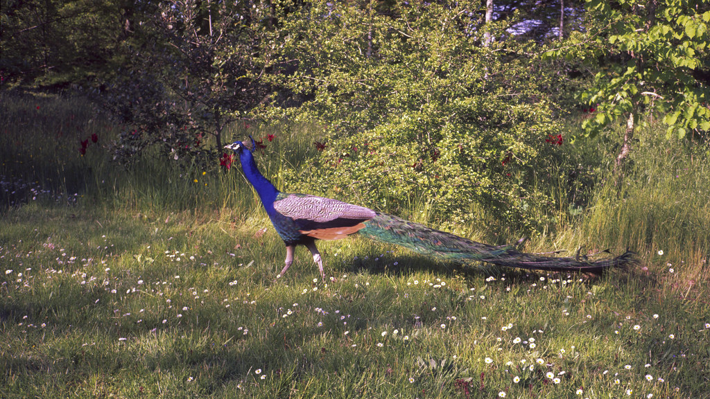Paon au Parc de Bagatelle Velvia 50 Contax T2 Minolta Dima… Flickr