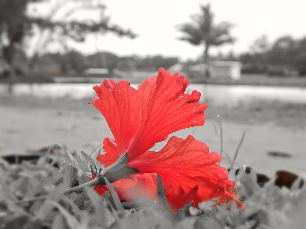 Hibiscus, China Rose Bengali name Rokto joba English name… Flickr