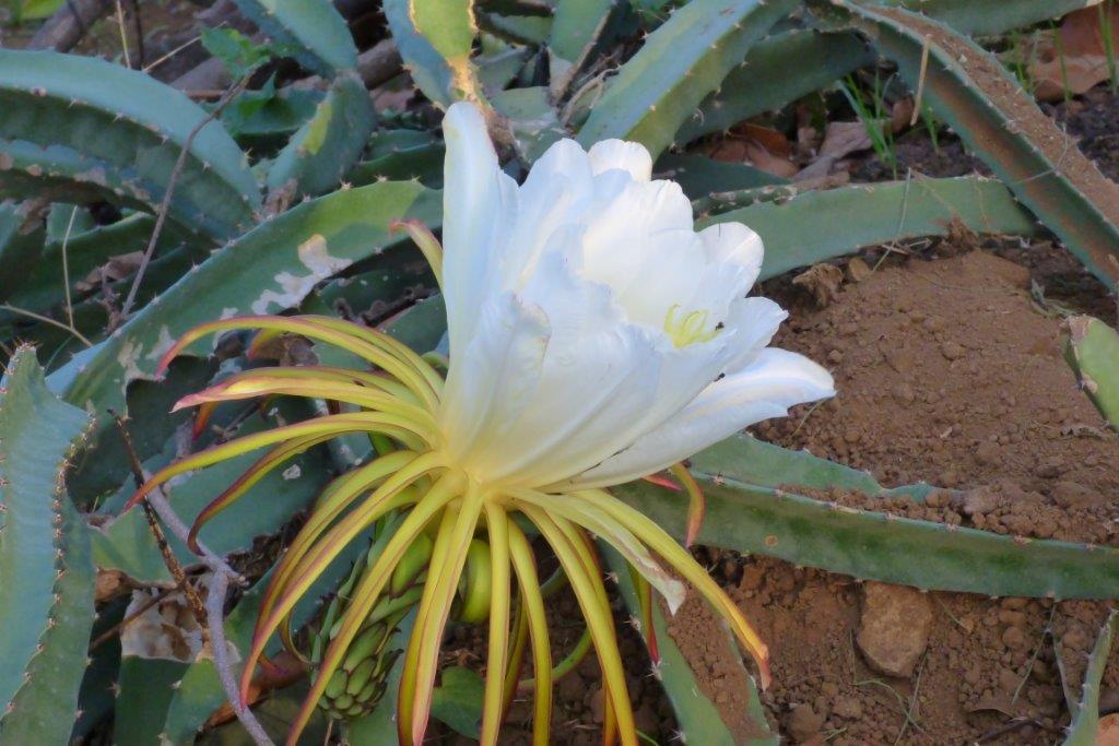 flower lasts one day Germán Enrique Padilla Flickr