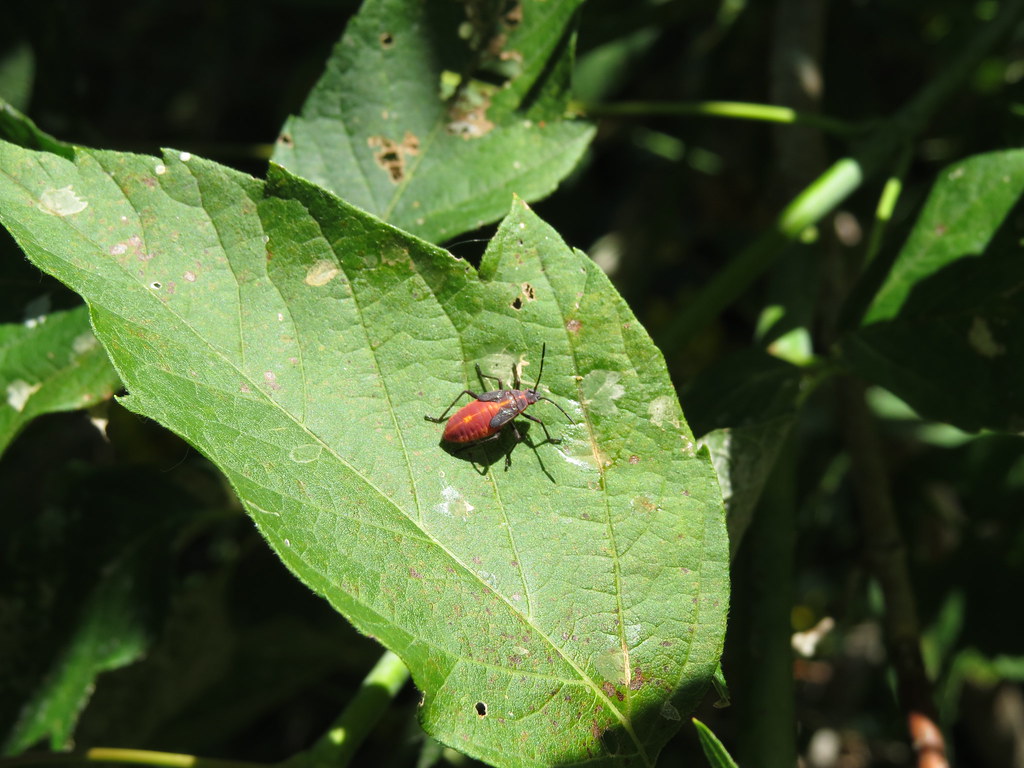 Boxelder Bug (Boisea trivittata) Nymph boxelder bug. The b… Flickr