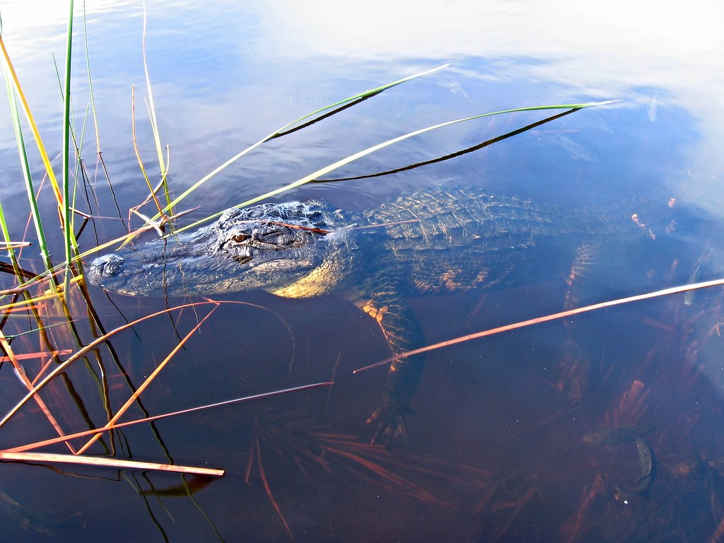 Alligator Florida Everglades You can see fish swimming aro… Flickr