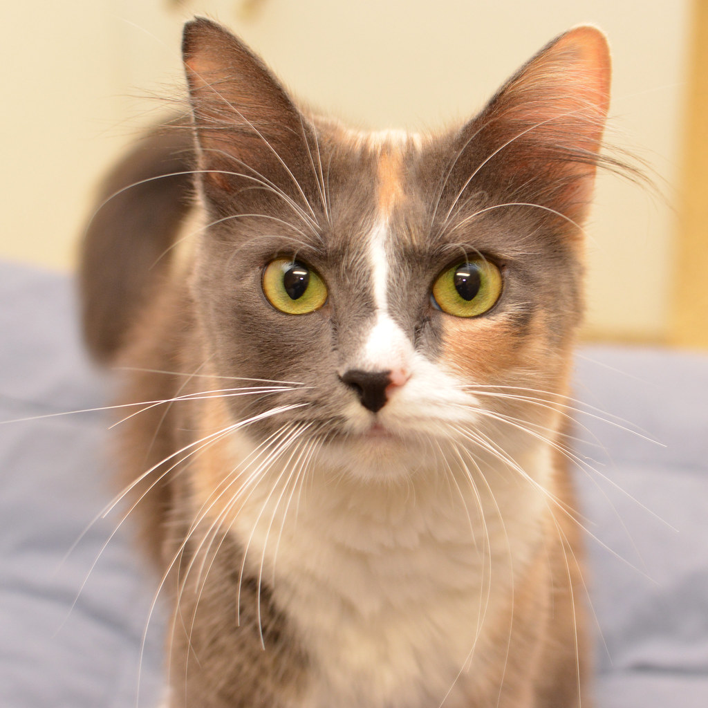 BelleDSC_0084 Belle, DMH dilute calico Turkish angora fem… Flickr