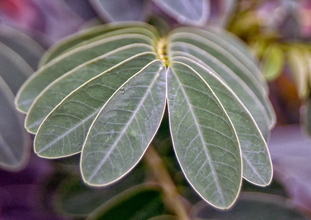 Blades Of Green R Keith Lambert Flickr