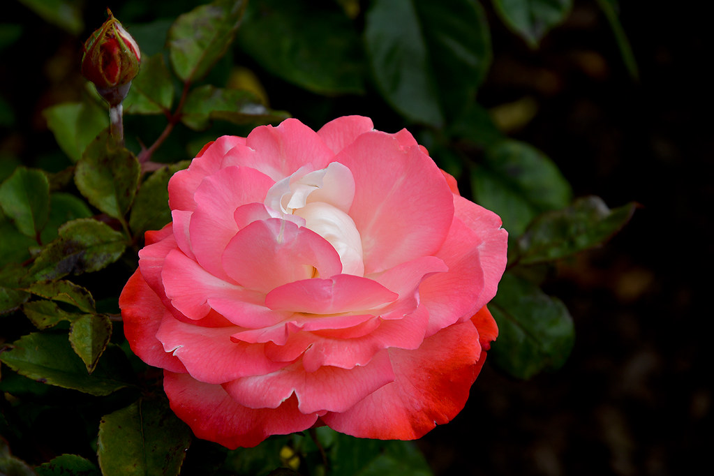 Rose (2) Roses from Rose Garden of Regent's Park Thank you… Flickr