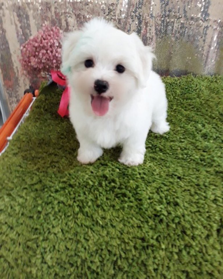 Jual Anak Anjing Mini Maltese Jantan Murah Berkualitas . D