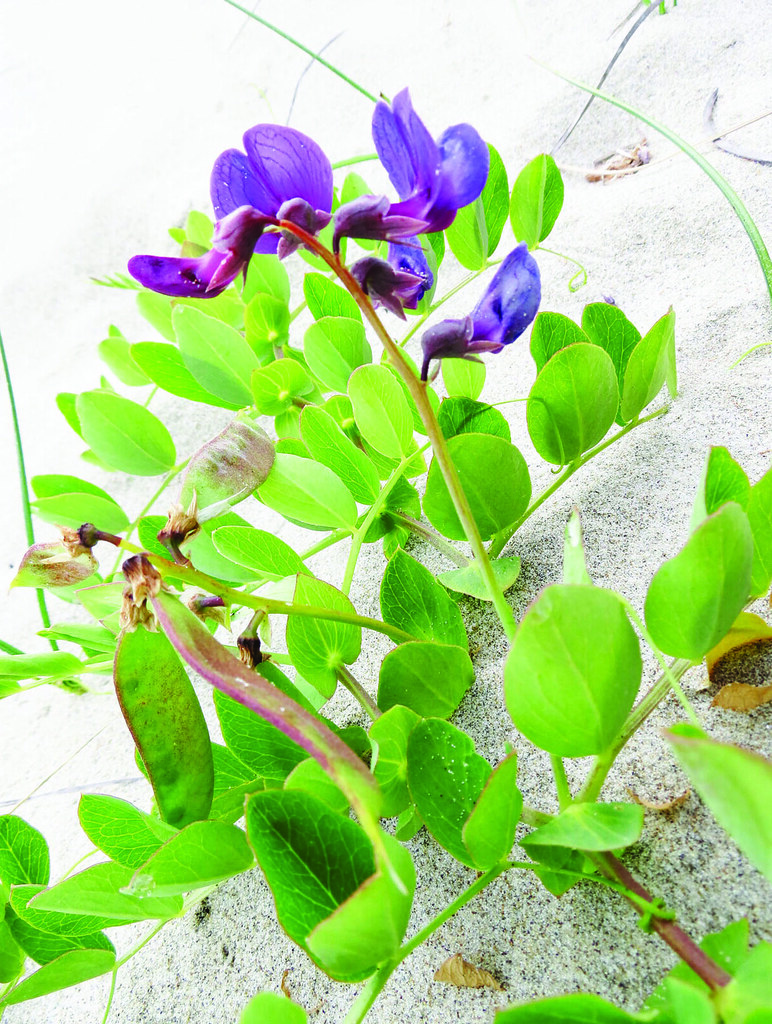 beach pea "A Naturalist's Guide to the Hidden World of