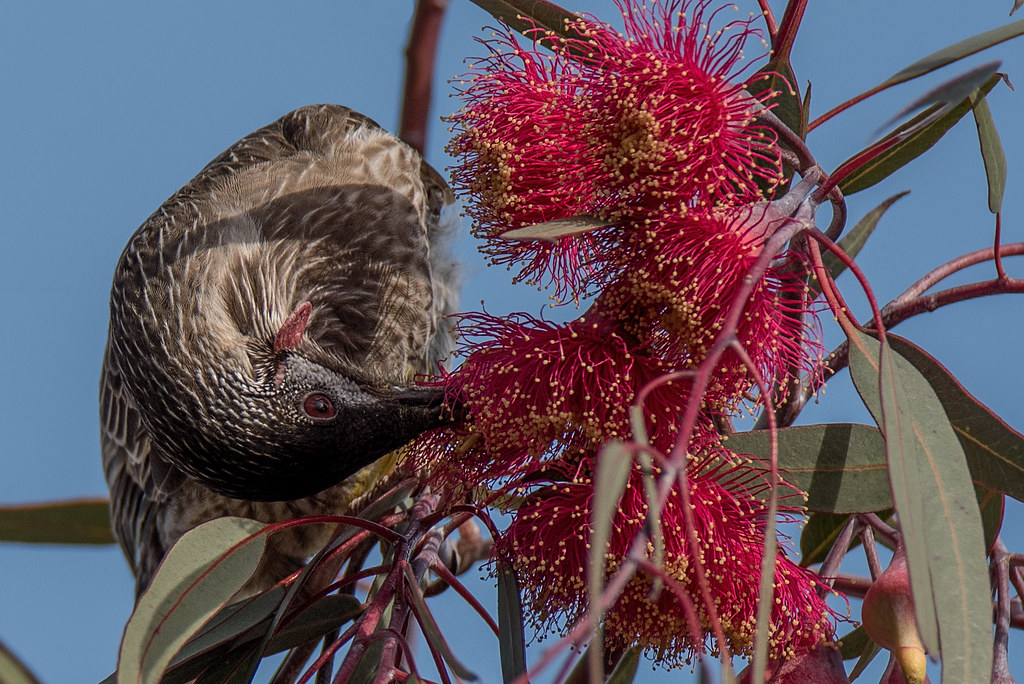 Wayne the Wattle bird DSC_4843 Another regular in my backy… Flickr
