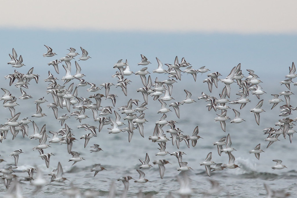 _K8A9247 Limicoles, Banc de Portneufsurmer Céline Bellemare Flickr