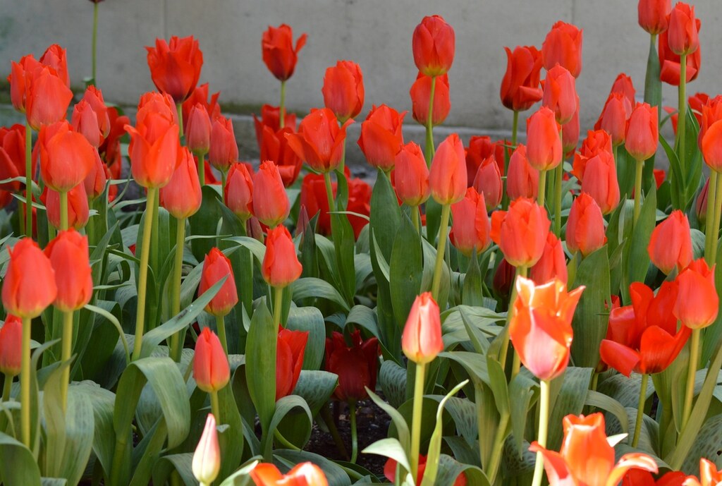 Tulips at Oslo Børs Flickr