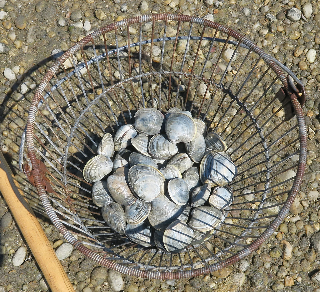Clam bucket Seth Ausubel Flickr