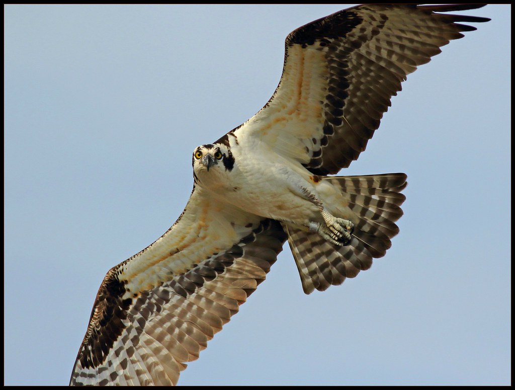 Osprey Cape May, N.j., 4/1/2018 Frank Flickr