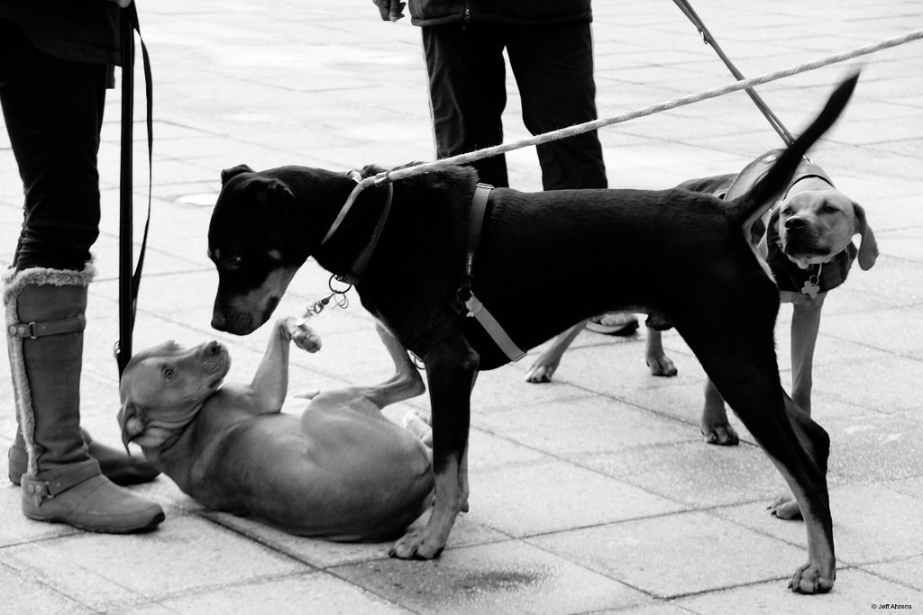 Secret Sniffer Dogs being dogs, Wellington, New Zealand Wildlife