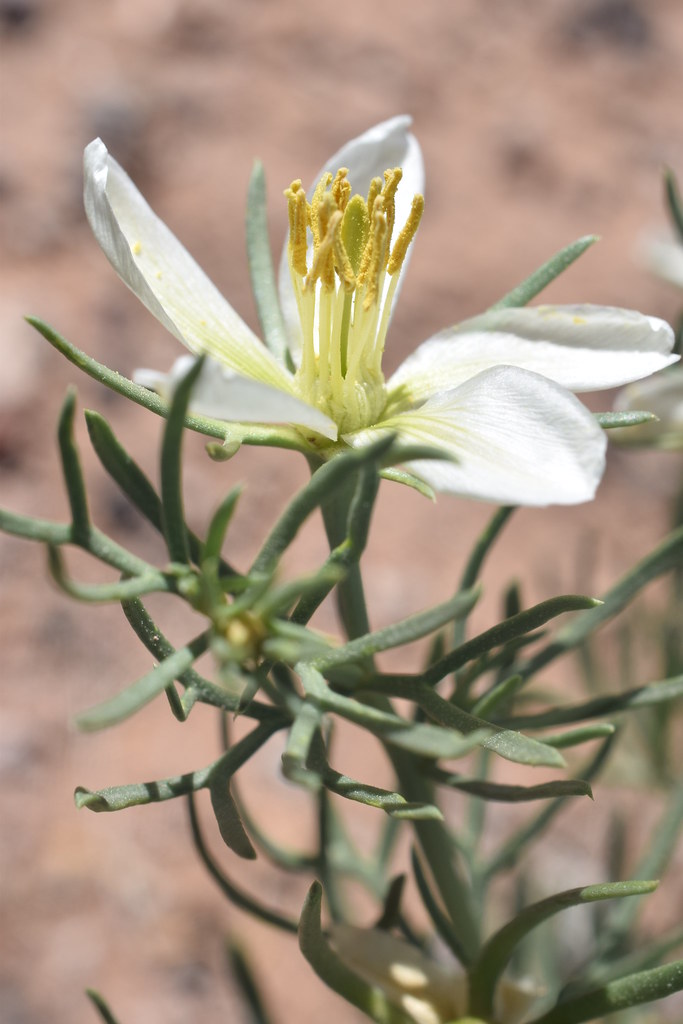 African Rue (Peganum harmala) African Rue (Peganum harmala… Flickr