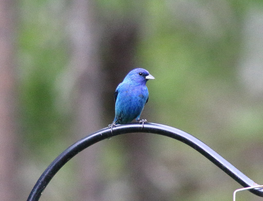 _MG_9966A Indigo Bunting Mary Anne Wilmouth Flickr