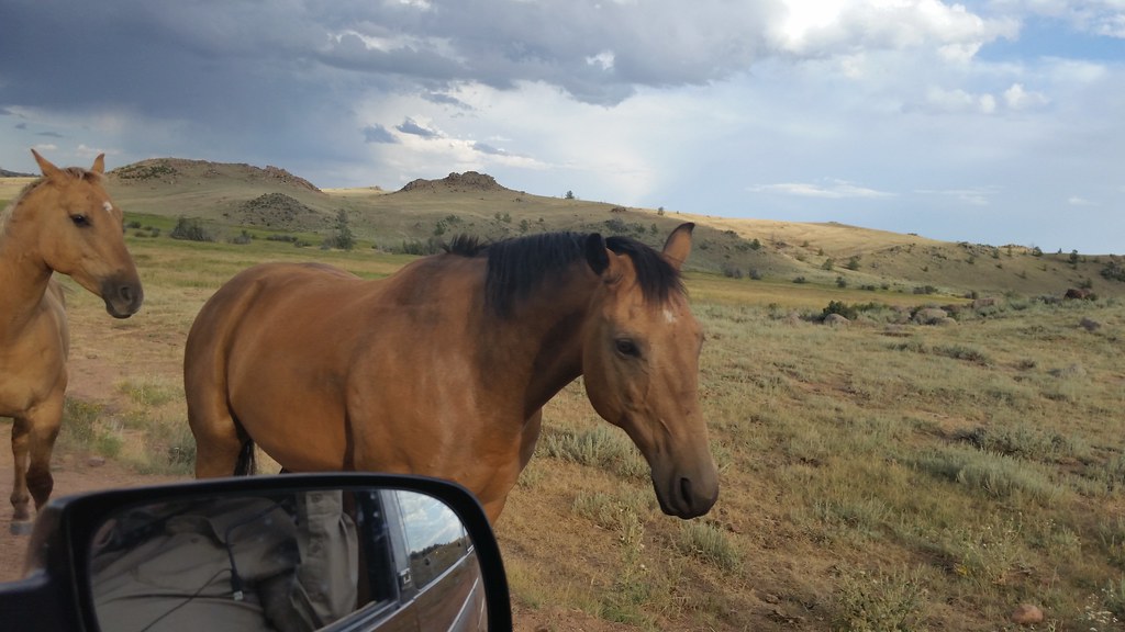 Hermosa Horses These two horses stood at a cattle guard on… Flickr