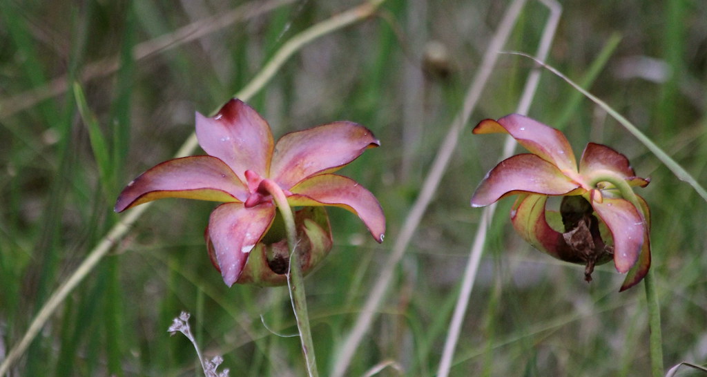 Carnivorous pitcher plan at Weeks Bay Pitcher Plant Bog , … Flickr