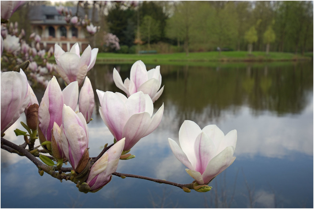 Magnolien Bremen Bürgerpark Beautiful Flowers with quote… Flickr