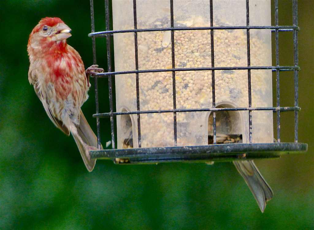 House Finch House Finch on my feeder. Houston, Texas. June… Flickr
