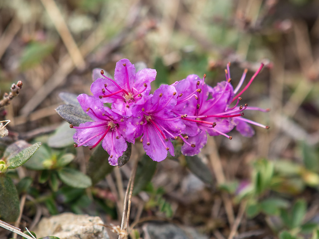 Rhododendron lapponicum (Lapland Rosebay) On the last day … Flickr