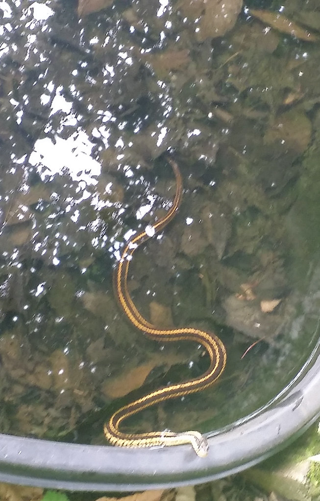 snake in pond A visitor to one of our tiny ponds decides t… Flickr