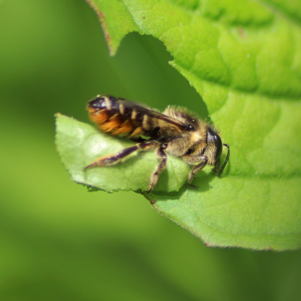 Leaf Cutter Bee in Action Liz Henwood Flickr
