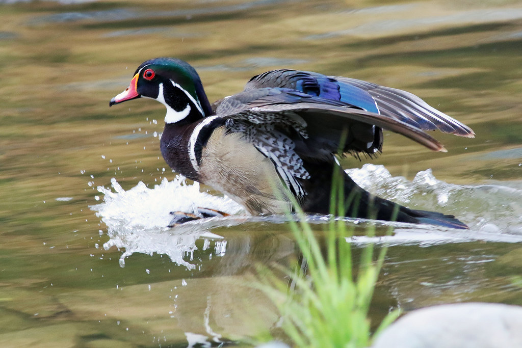 Wood Duck Landing Alameda Creek Staging Area Niles Canyon,… Flickr