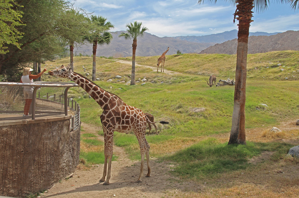 feeding the giraffe The Living Desert Zoo and Gardens, Pal… Flickr