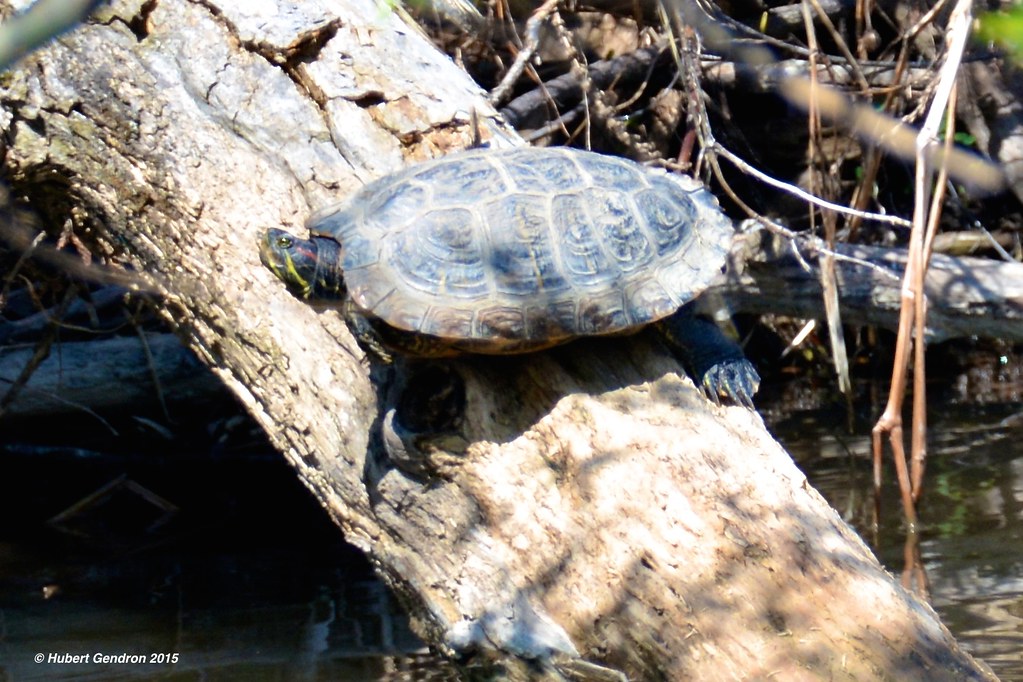 Tortue à oreille rouge/Redeared turtleParc des Rapides,Q