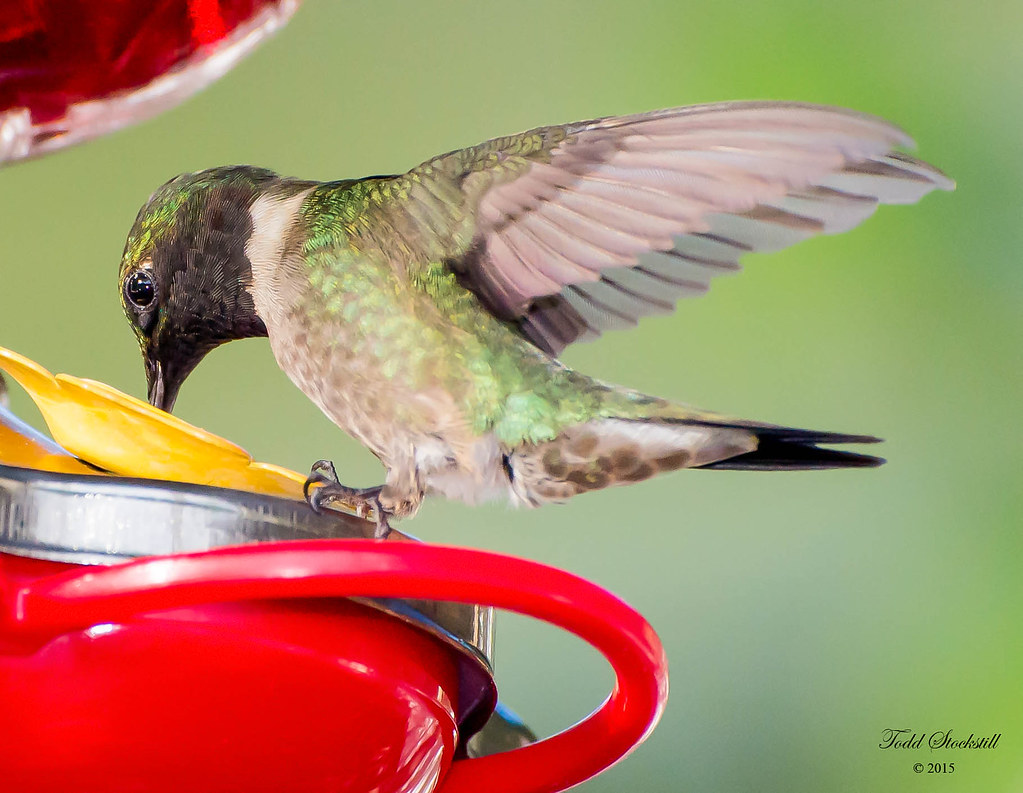 Hummingbird Feeding 20150603 Todd Stockstill Flickr