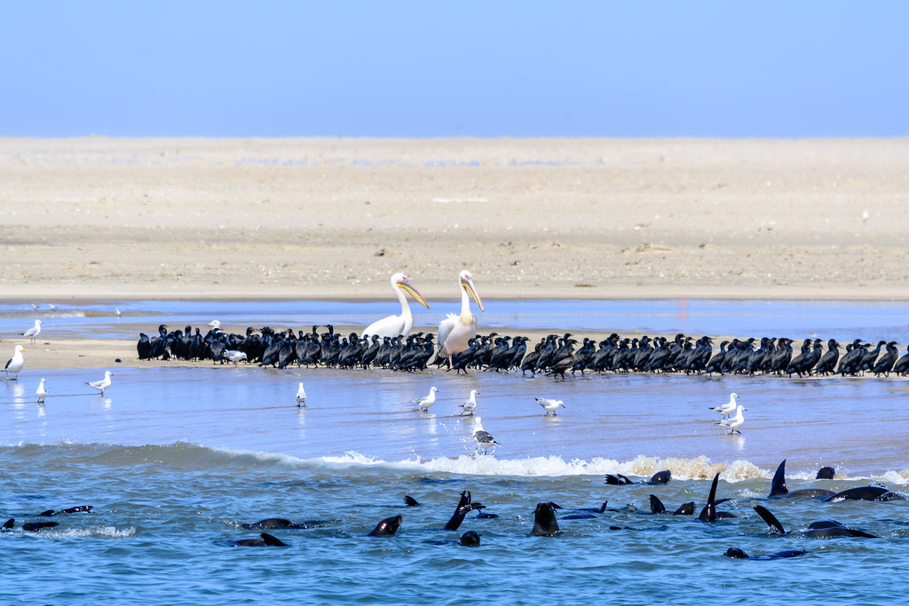 Walvis Bay, Namibia Walvis Bay, Namibia Domenico Convertini Flickr