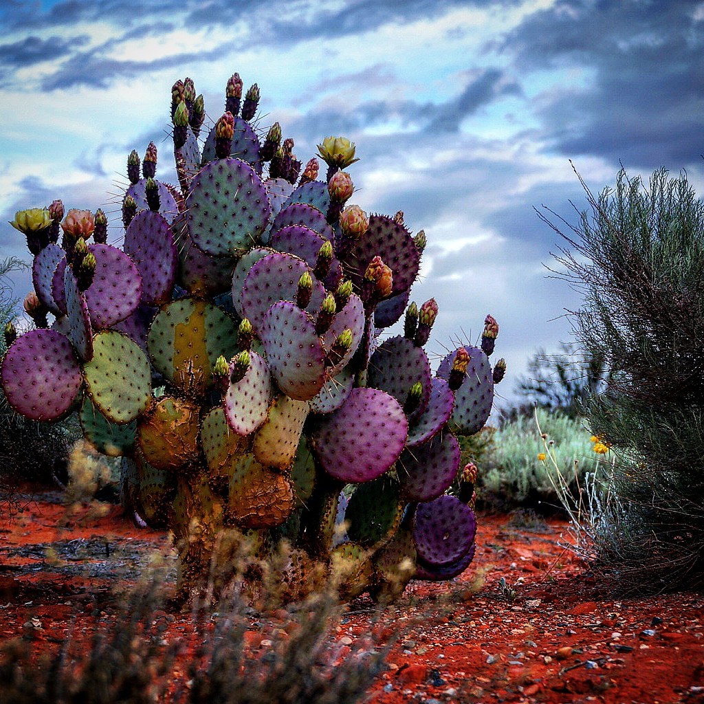 Cactus blooming near Utah Bernt Nielsen Flickr