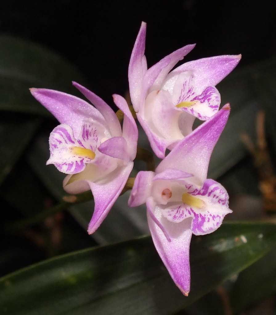 Pink rock lily orchid (Dendrobium kingianum) flowers Flickr