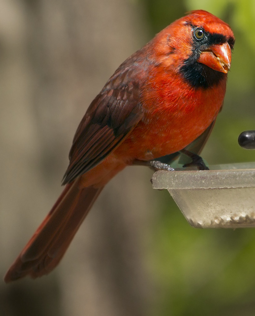 Cardinal bird male red black birds Cardinal bird male red … Flickr