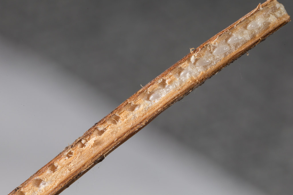 Passionvine Hopper eggs There are loads of passion vine ho… Flickr