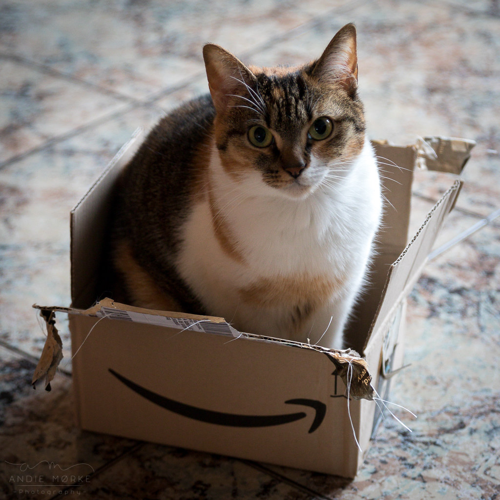 Schrödingers Katze ist lebend! Andie Mørke Flickr