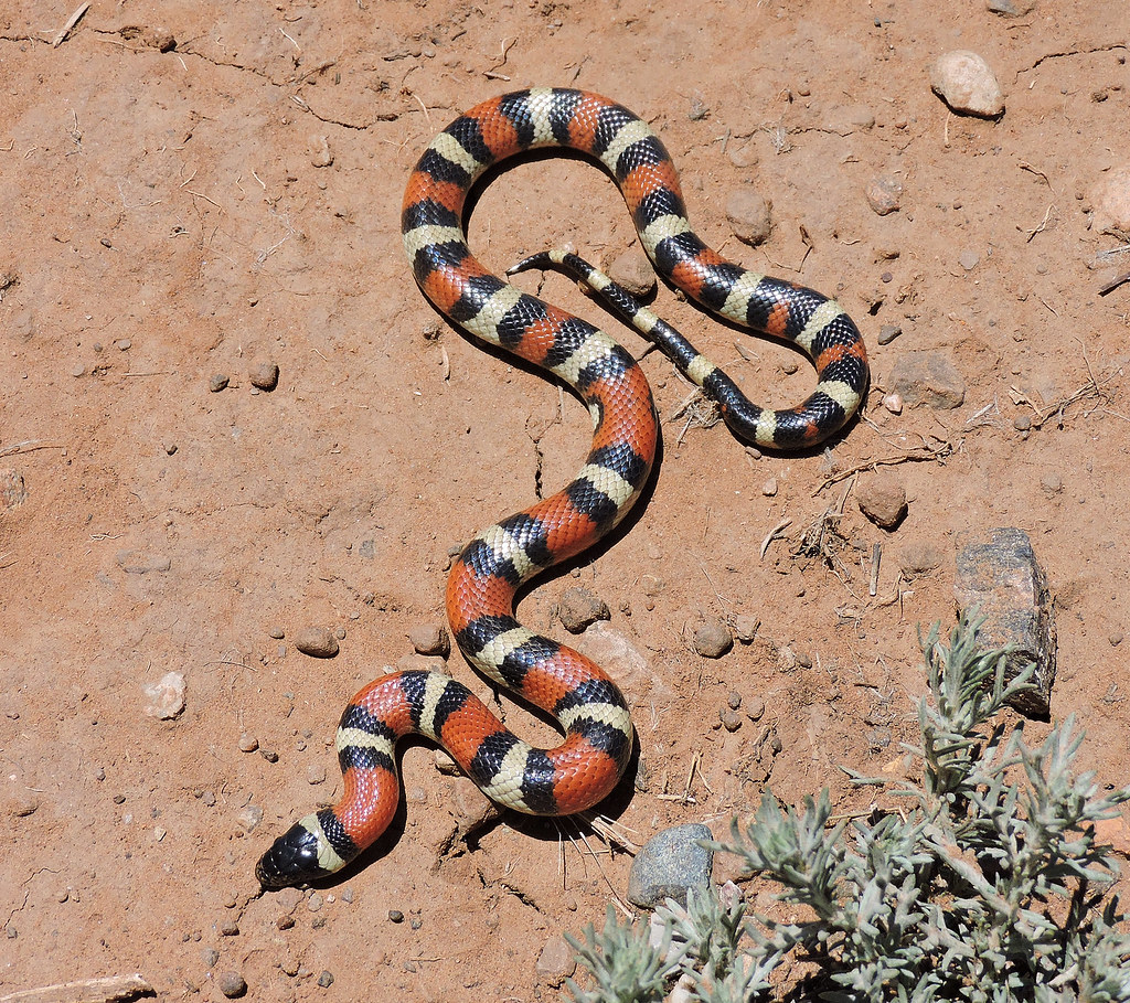 New Mexico Milk Snake Tricolor Brian Flickr