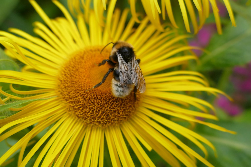 bumble bee SleepingOwl after hours Flickr