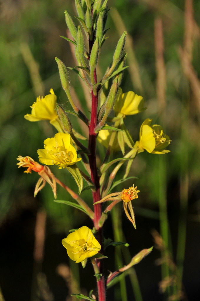 Common evening primrose (Oenothera biennis) on Seedskadee … Flickr