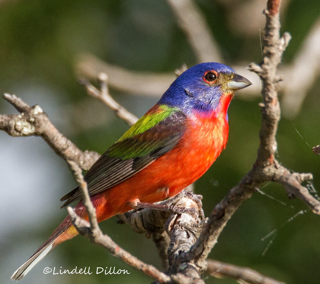 Painted Bunting Male Painted Bunting. Wichita Mountains WR… Flickr